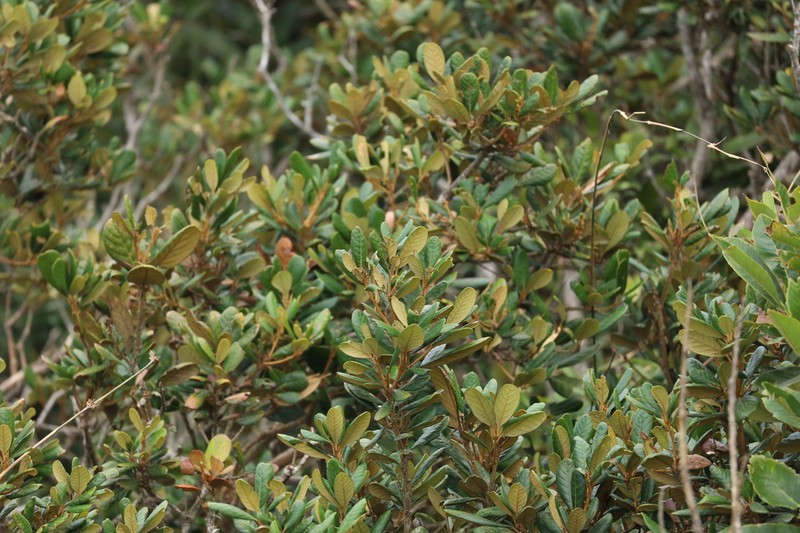 Quercus championii photo 2
