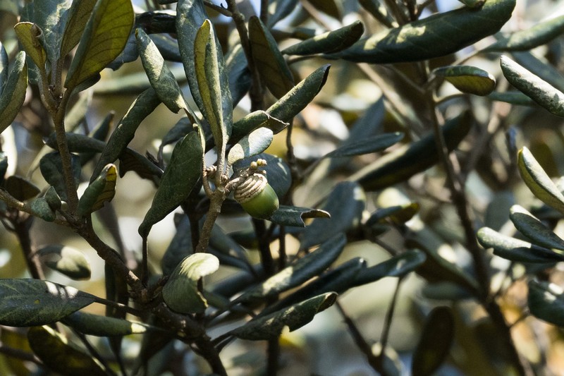 Quercus championii photo 3