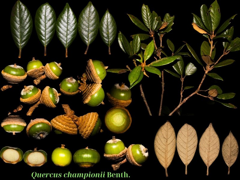 Quercus championii photo 5