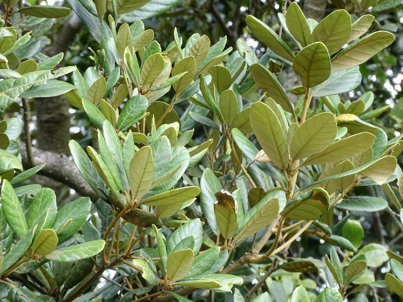 Quercus championii photo 6