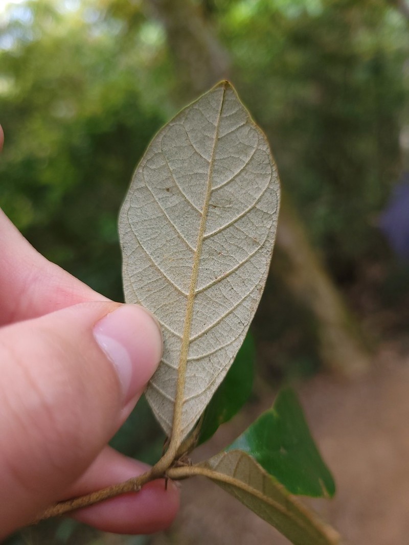 Quercus championii photo 7