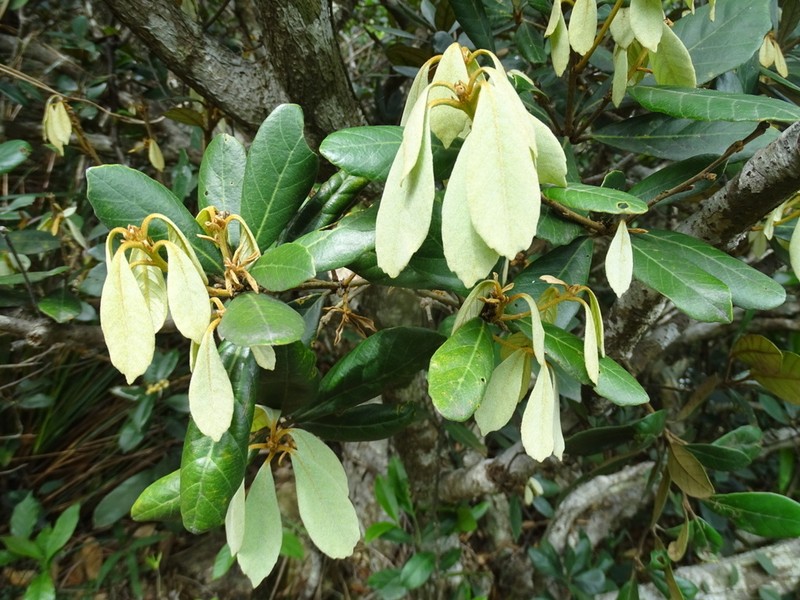 Quercus championii photo 8