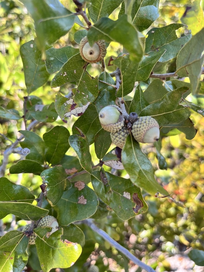 Chapman Oak photo 2