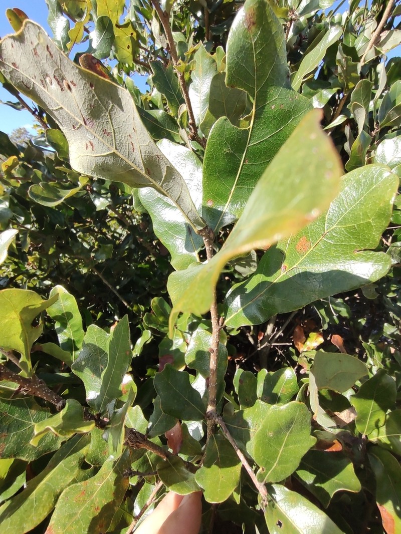 Chapman Oak photo 3