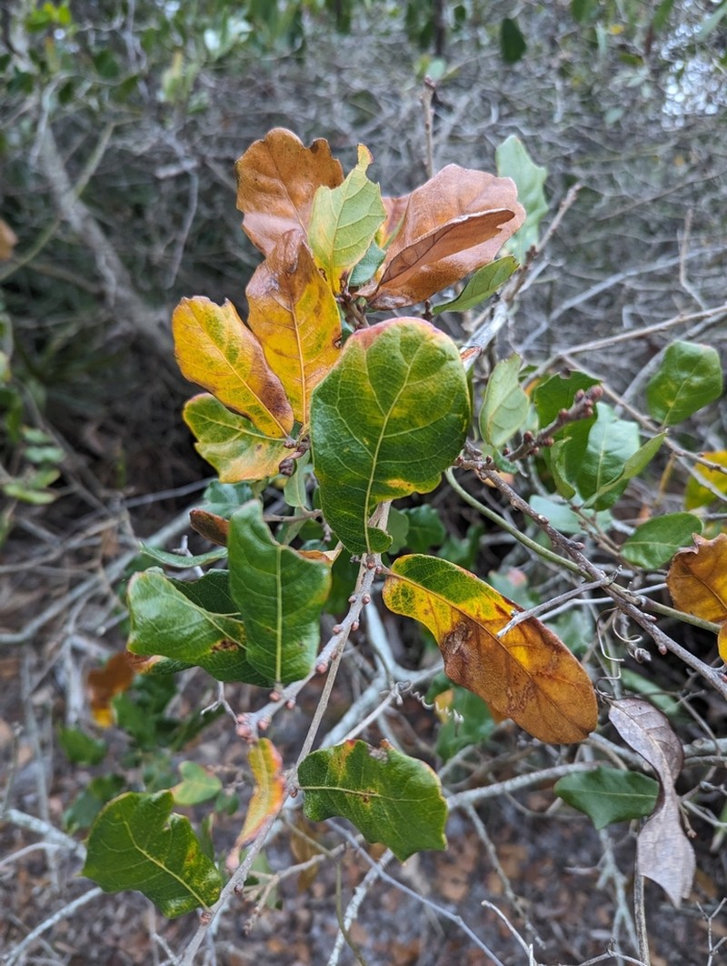 Chapman Oak photo 6