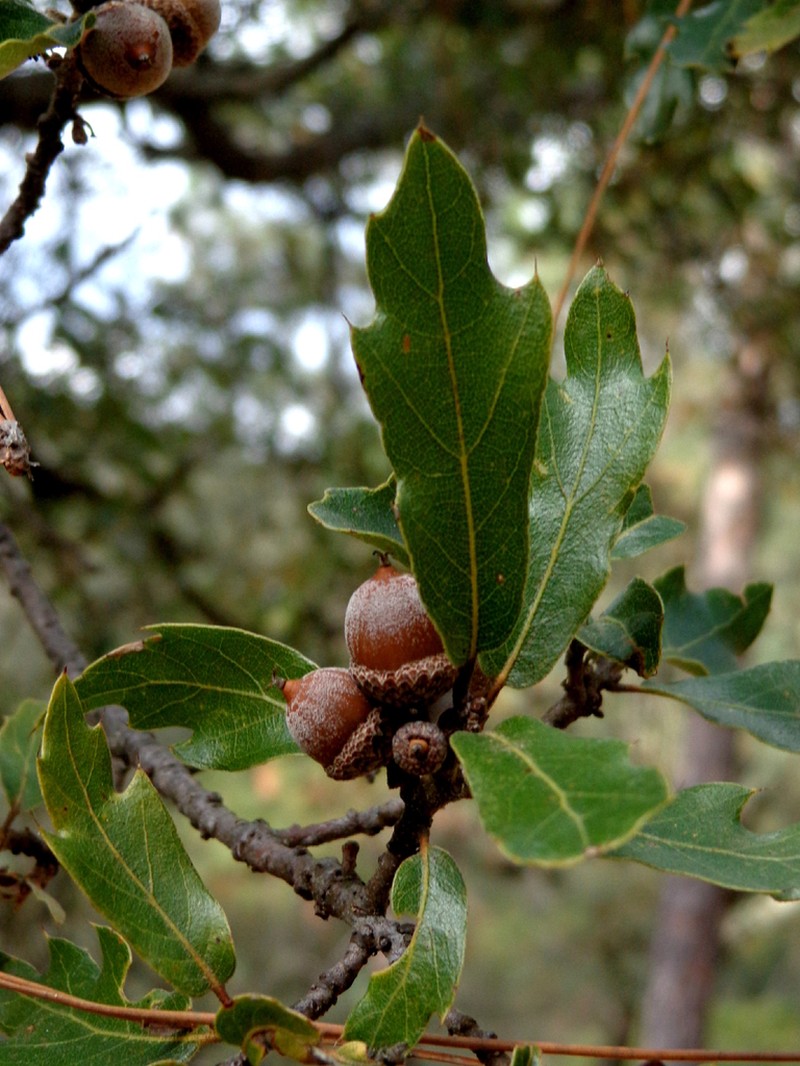 Quercus charcasana
