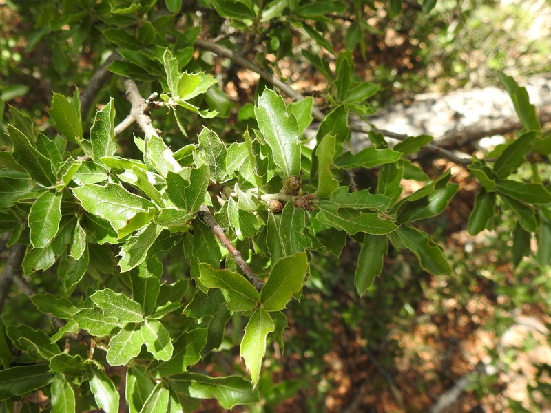 Quercus charcasana photo 2