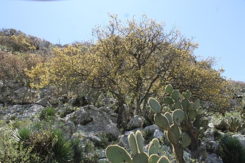 Quercus charcasana photo 3