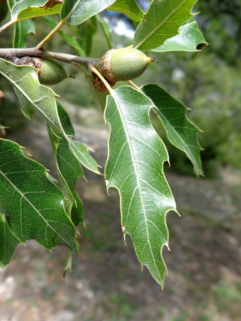 Quercus charcasana photo 4