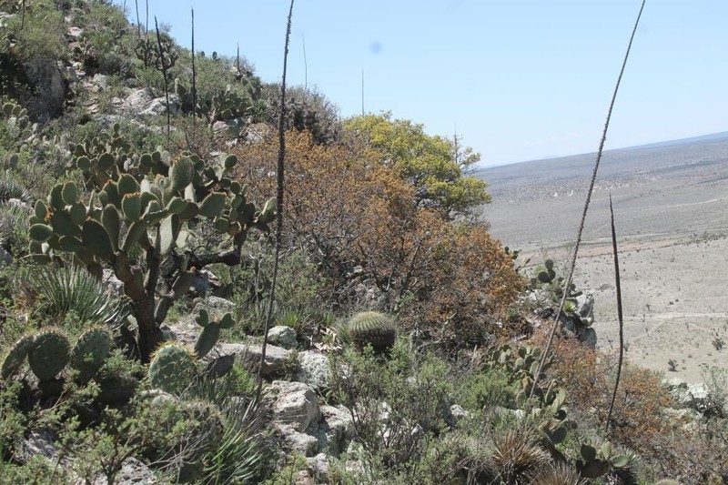 Quercus charcasana photo 5