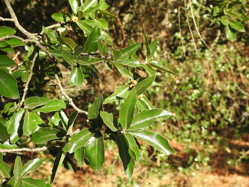 Quercus charcasana photo 6