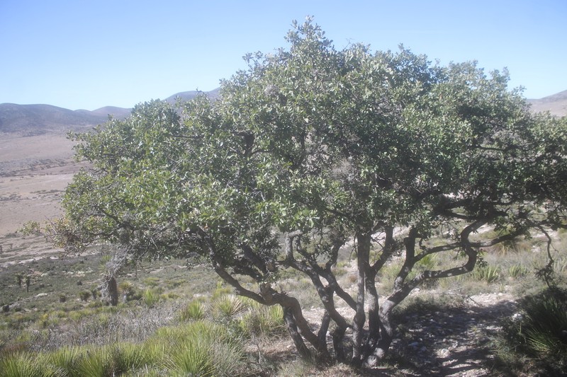 Quercus charcasana photo 7