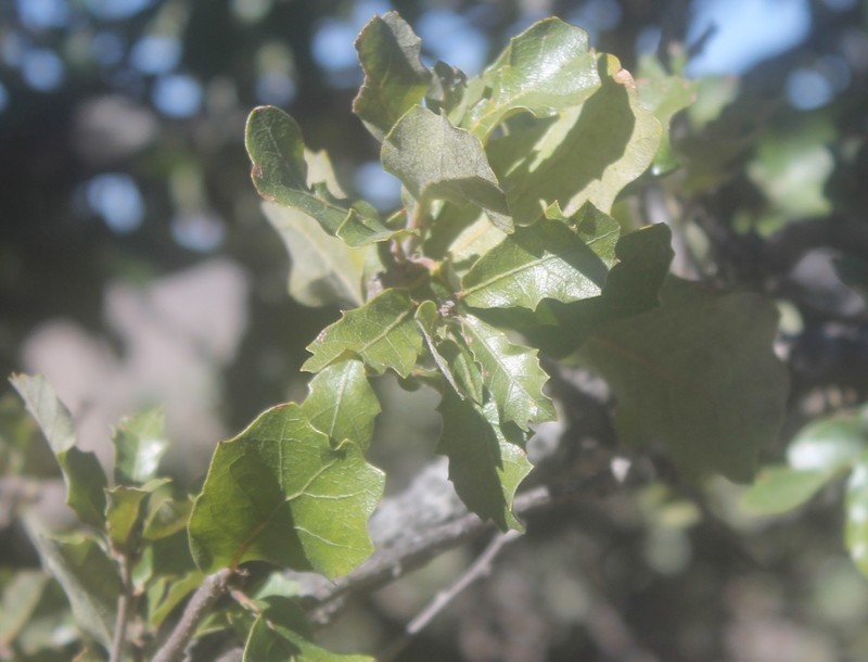 Quercus charcasana photo 8
