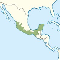 Quercus chartacea