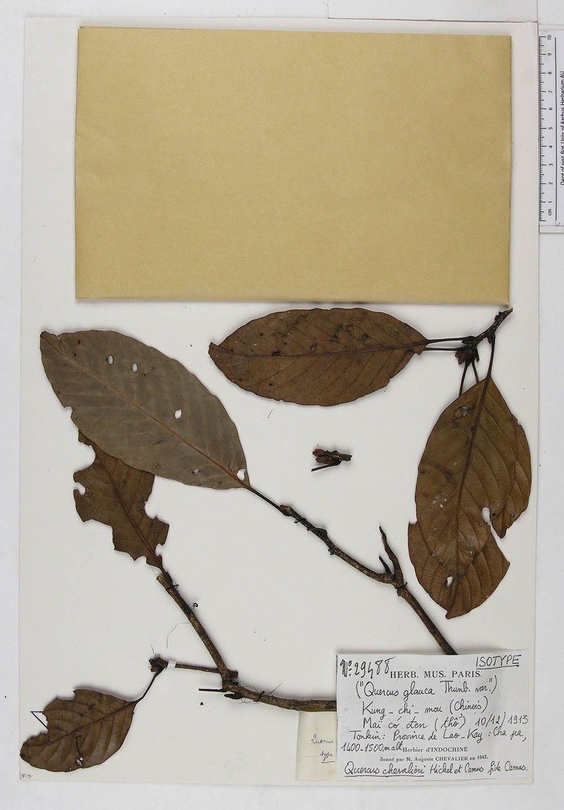 Quercus chevalieri