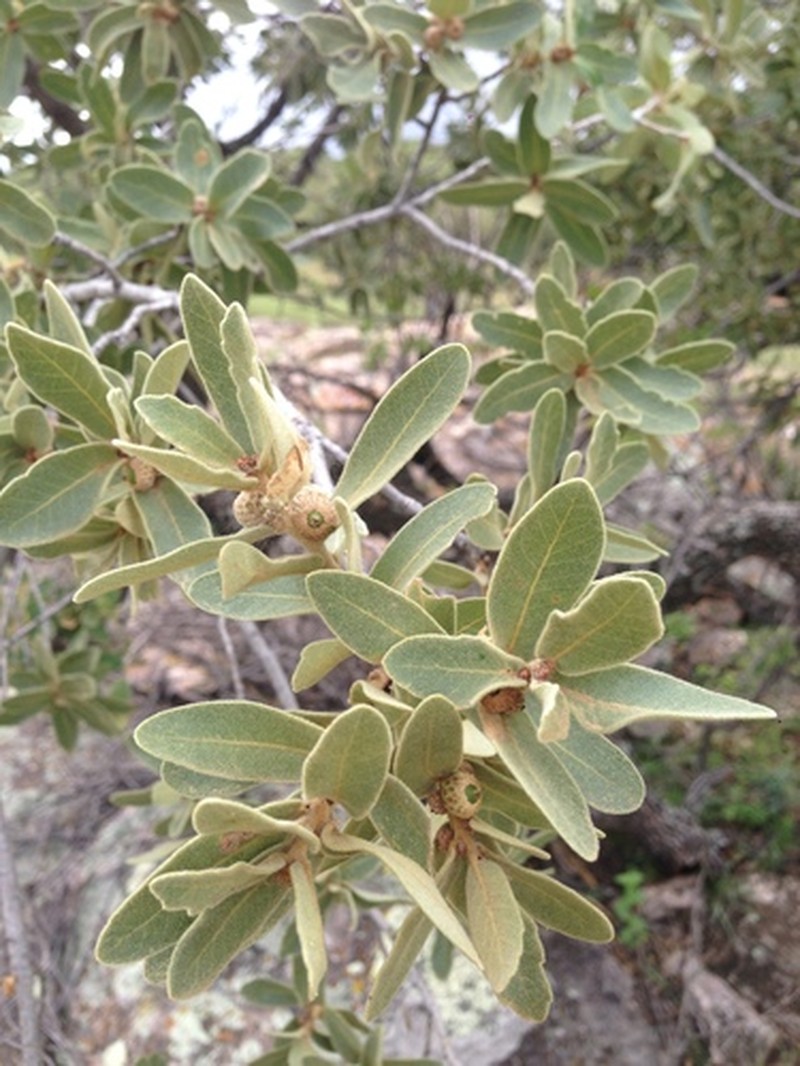 Chihuahuan Oak