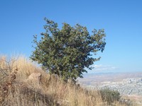 Chihuahuan Oak