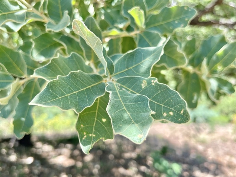 Chihuahuan Oak photo 2