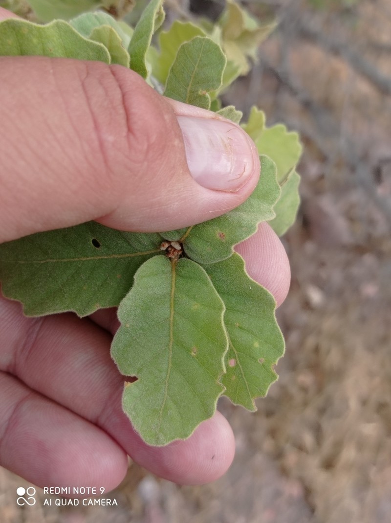 Chihuahuan Oak photo 3