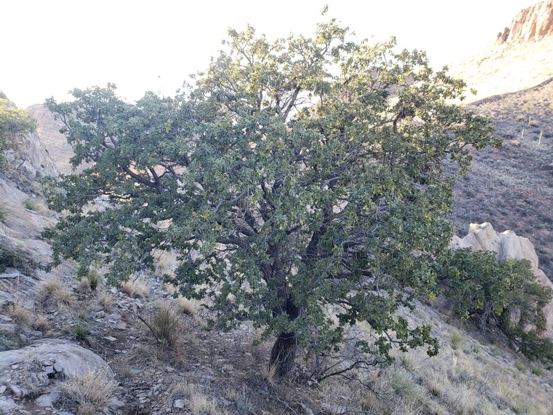 Chihuahuan Oak photo 4