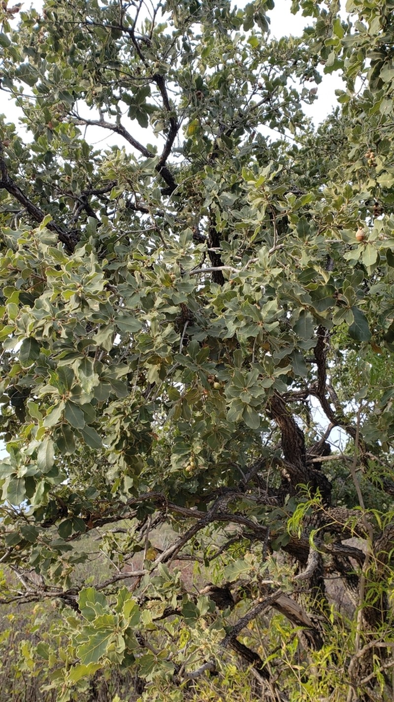 Chihuahuan Oak photo 5