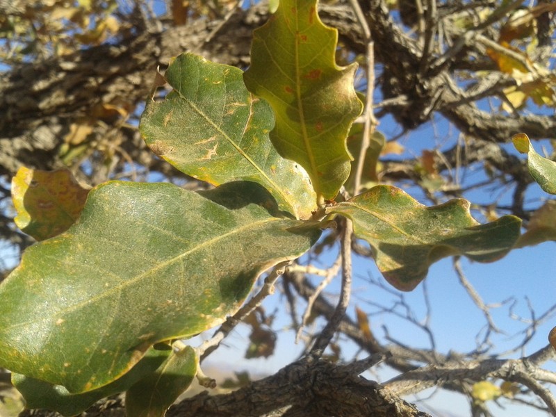 Chihuahuan Oak photo 6