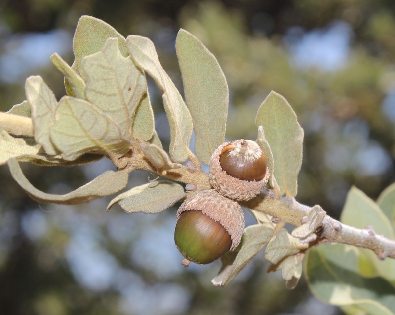 Chihuahuan Oak photo 7