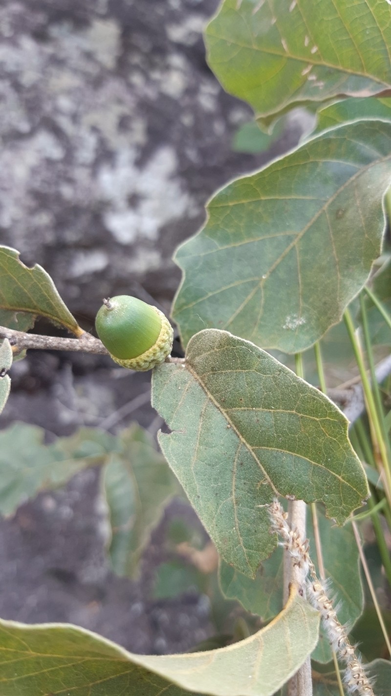 Chihuahuan Oak photo 8