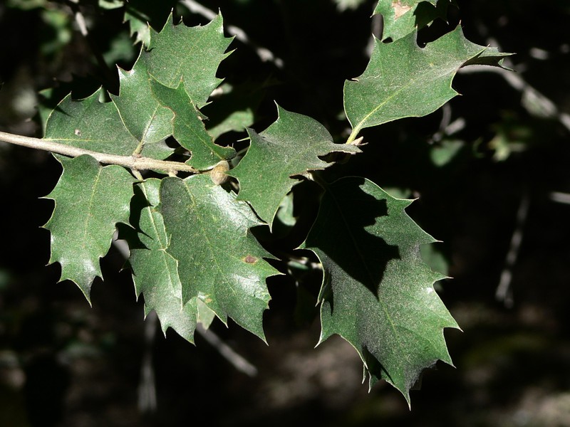 Canyon Live Oak photo 3