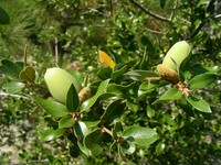 Canyon Live Oak
