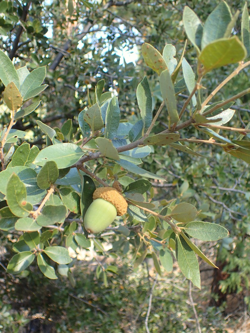 Canyon Live Oak photo 3