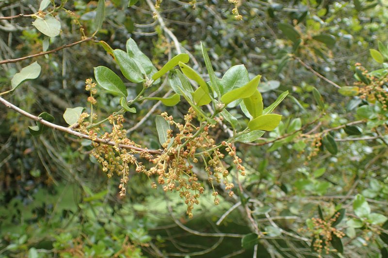 Canyon Live Oak photo 4