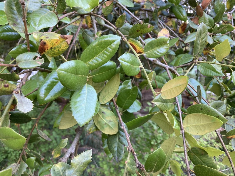 Canyon Live Oak photo 5