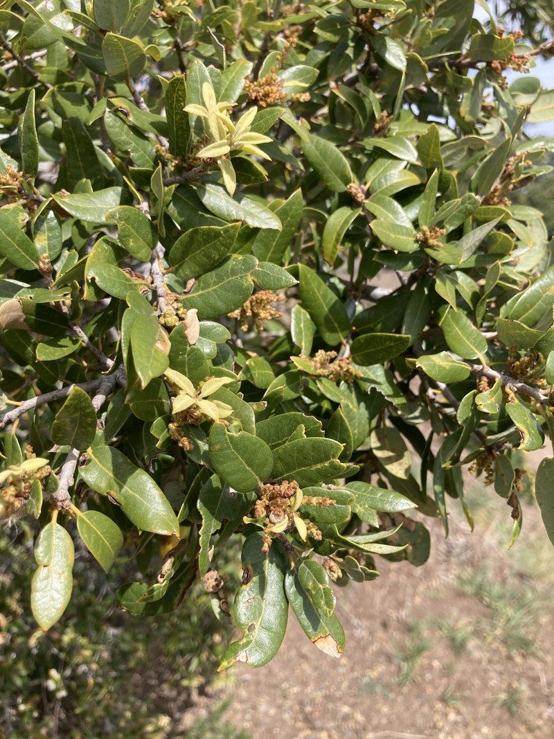 Canyon Live Oak photo 6
