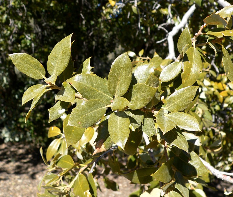 Canyon Live Oak photo 7