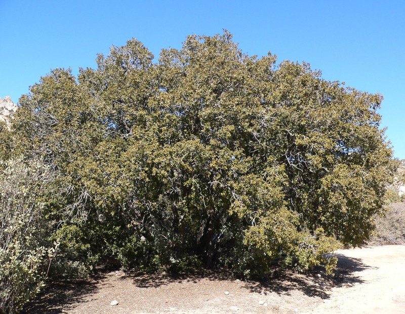 Canyon Live Oak photo 8