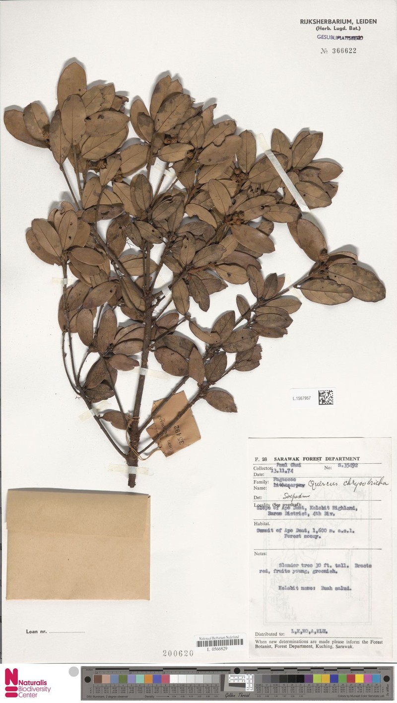 Quercus chrysotricha