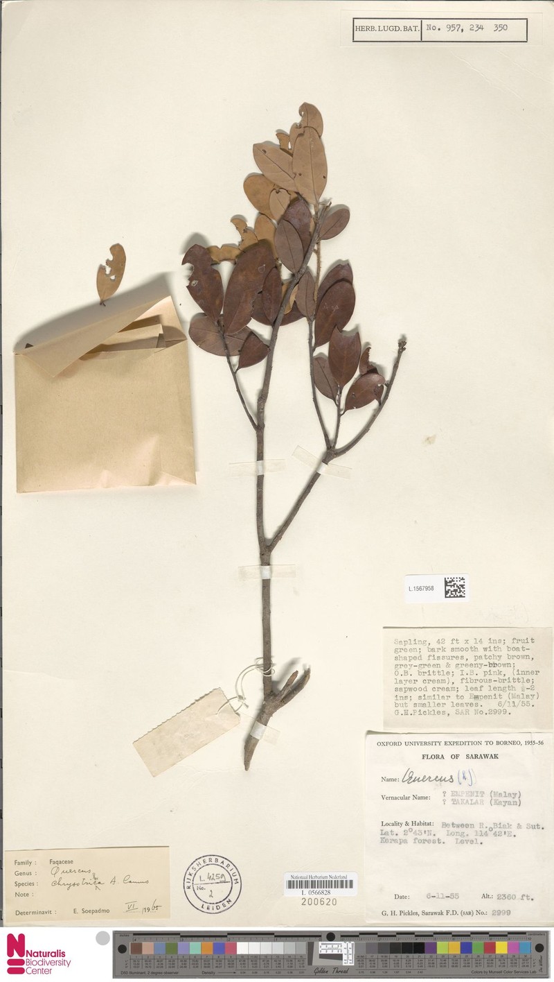 Quercus chrysotricha photo 2
