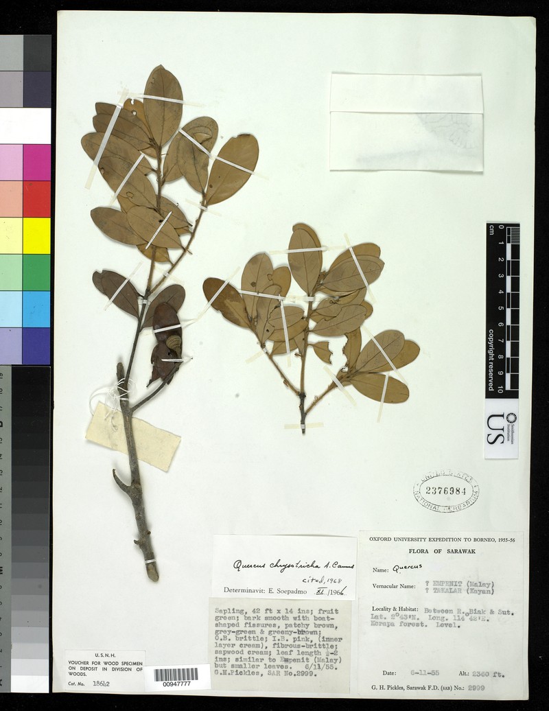 Quercus chrysotricha photo 3