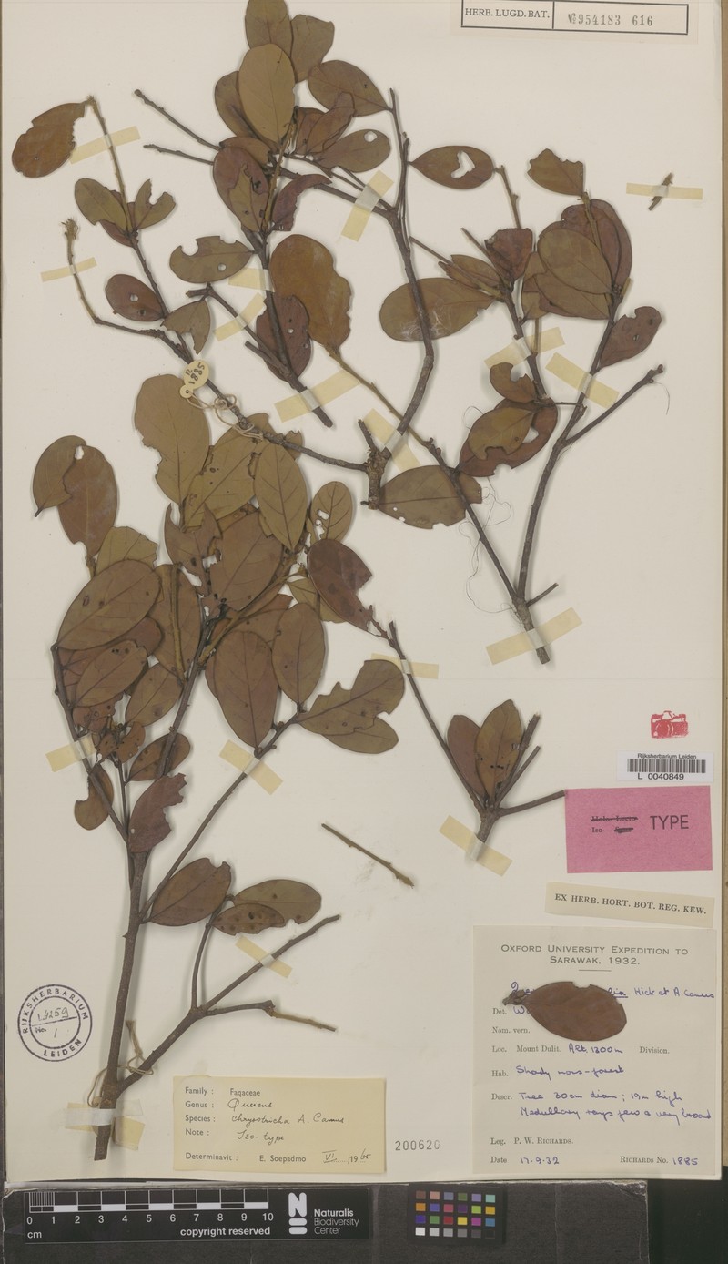 Quercus chrysotricha photo 4