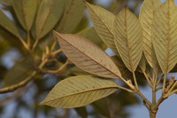 Quercus chungii