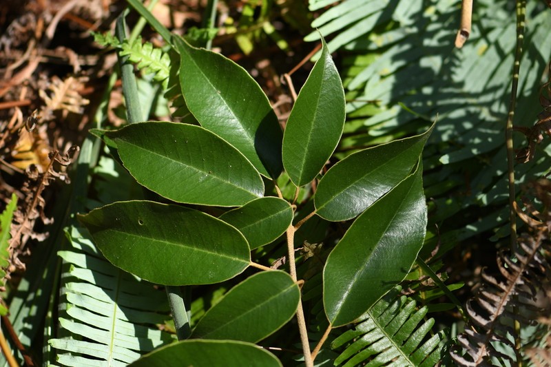 Quercus chungii photo 2