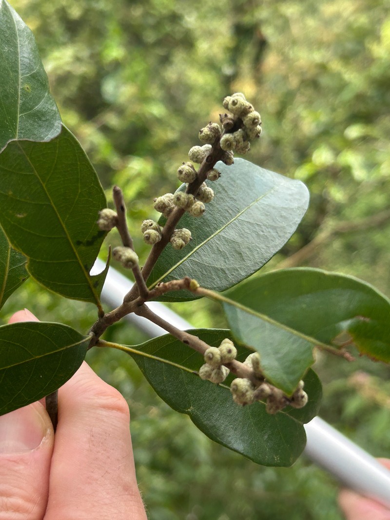 Quercus chungii photo 3