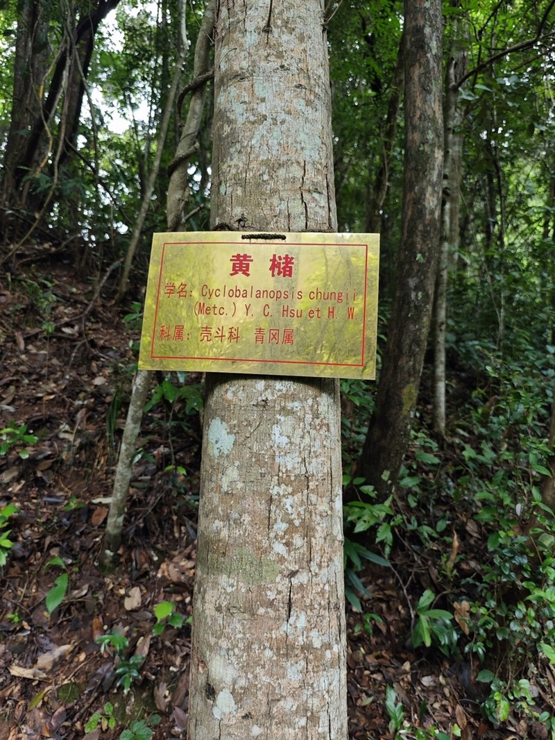 Quercus chungii photo 4