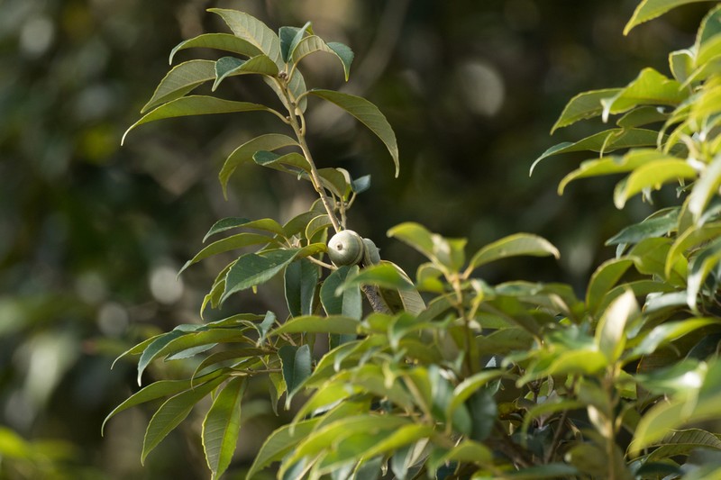 Quercus chungii photo 5