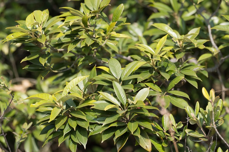 Quercus chungii photo 6