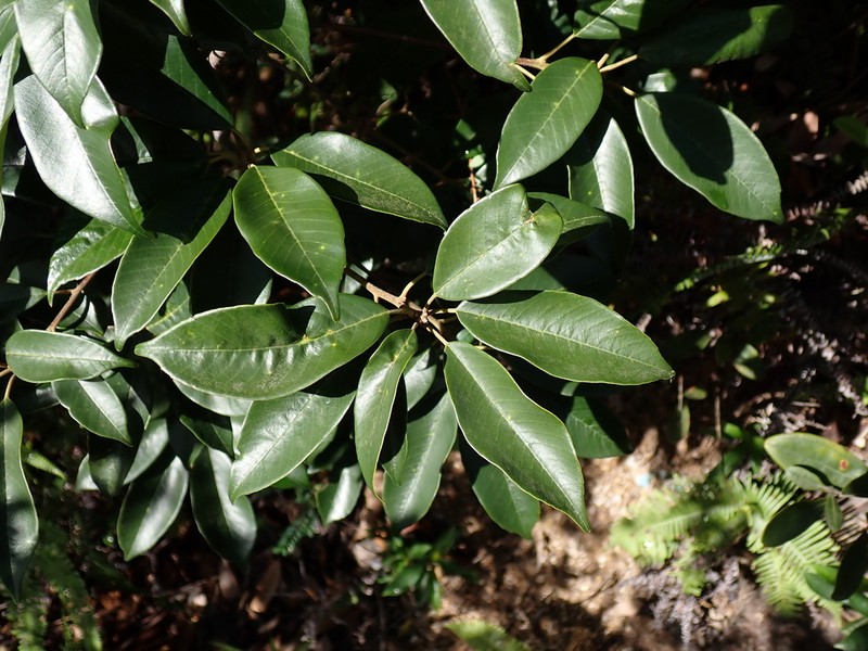Quercus chungii photo 7