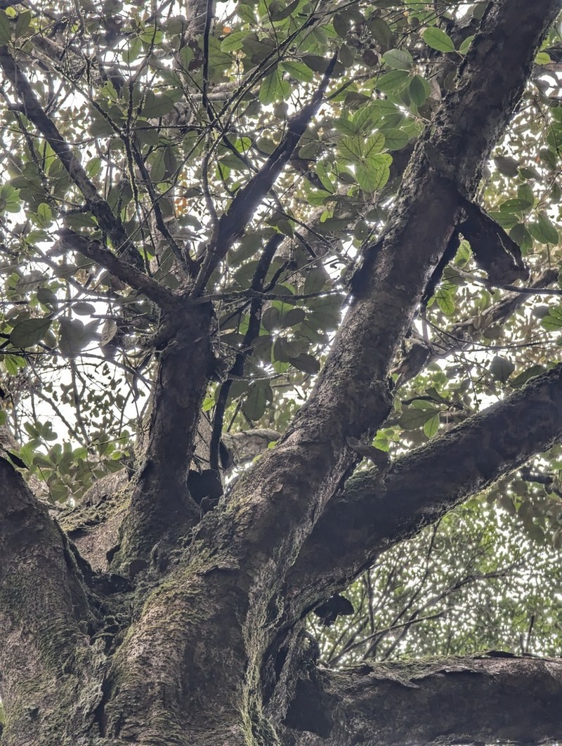 Quercus chungii photo 8
