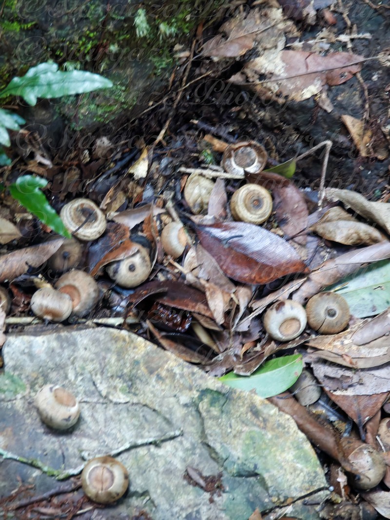 Quercus ciliaris