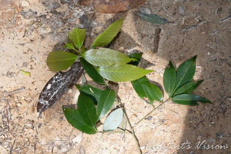 Quercus ciliaris photo 2